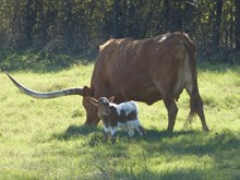 2016 Sarcee Stands with a Fist Heifer