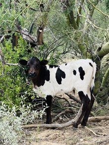 Bull calf 213 