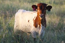 2025 Lucky Starlight Bull