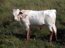 CALF 965 BULL