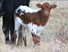 853 Hidden Assets Heifer