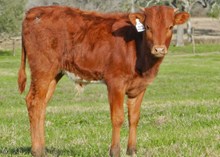 Cowboy Grande X D/O Rio's Passion