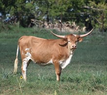 JM5 BLUEBONNET