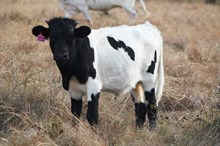 2017 Auzzie Rose Bull Calf