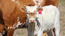 2022 Taste of Honey Heifer
