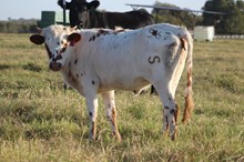 2021 High Chillage Heifer