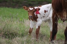 2023 Callie Heifer