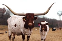 2024 Auzzie Rose Bull