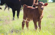 2023 By Design Bull