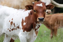 2019 Miss Gigi Heifer