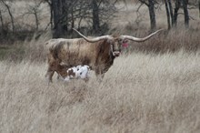 2025 Into Mischief Heifer