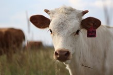 2020 Pretty Pepper Heifer