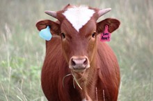 2020 Zeus' Annet Heifer