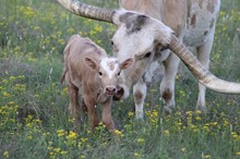 2022 Peaches N Cream Heifer