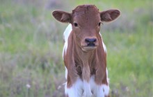 2023 Painted Rock Bull