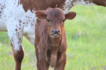 2023 Miss Gigi Bull