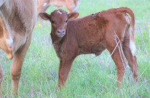 2023 Have Another Heifer