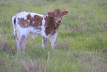 2023 Juicy Bull