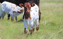 2023 Cajun Queen Heifer