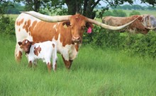 2023 Rose Rockette Bull