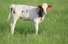 2023 Phoenix Heifer