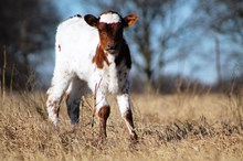 2017 Starlight Heifer