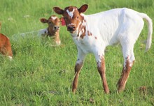 2023 High Voltage Heifer