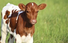 2023 Mama Mia Heifer