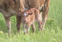 2023 Into Mischief Bull