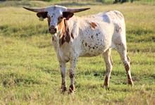 Kansas Cowgirl SS