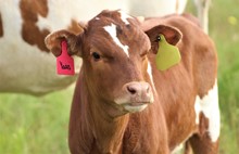 2023 Yaas Bull