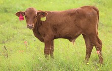 2023 Lucky Starlight Bull