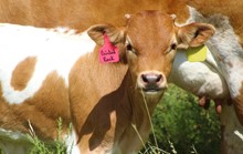 2023 Painted Rock Bull