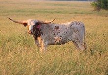Kansas Cowgirl SS