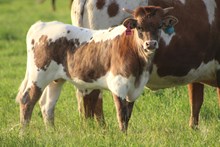 2025 Golden Girl Bull