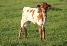 2025 Contessa Heifer