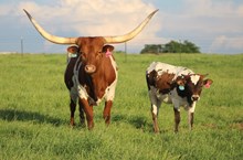 2025 Taffy Heifer