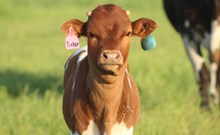 2025 Lil Tinker Bull