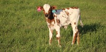 2025 Winnie Bull Calf