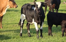 2024 Painted Rock Bull