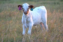 2025 Cajun Queen Bull