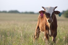 2025 Swerve Bull