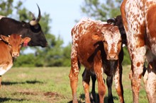 2019 Sweet Dawn Bull