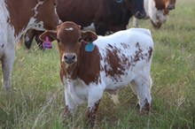 2025 Thunderstruck Bull