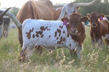 2025 Shoot to Thrill Bull