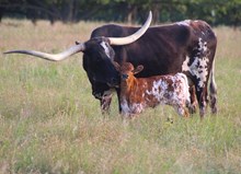 2025 Soothsayer Heifer