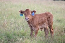 2025 Radio Flyer Heifer