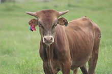 2024 Sweetheart's Shadow Bull