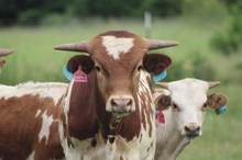 2024 Telling Secrets Bull
