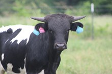2024 Special Delivery Bull